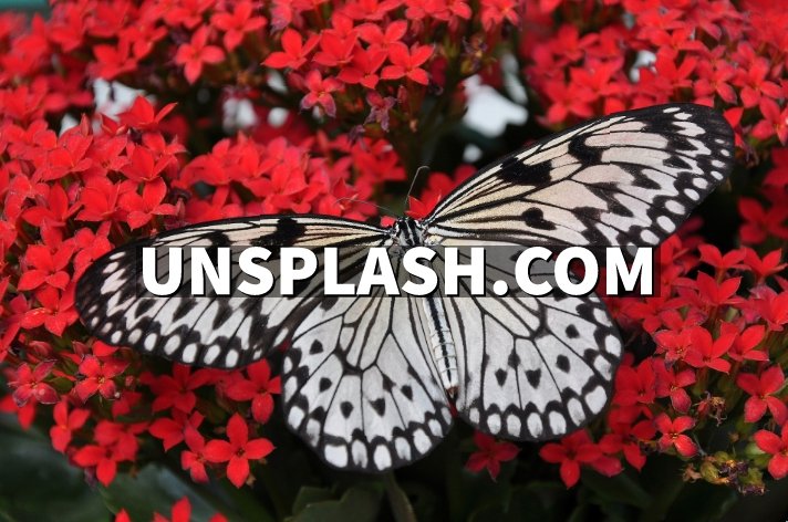 butterfly sitting on red flowers.